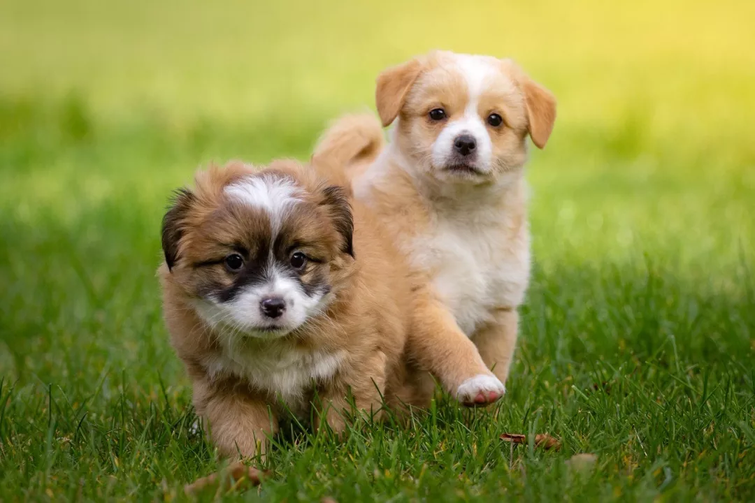 Sustainable Packaging Takes the Lead in Pet Product Industry as Eco-conscious Consumers Drive Demand
